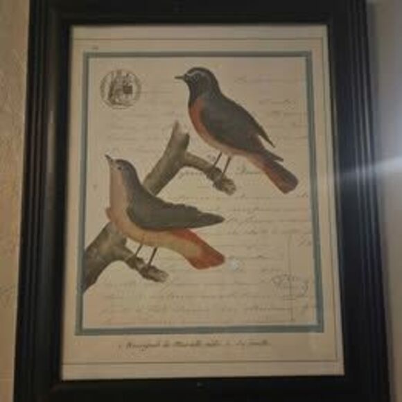Set of 2 Framed Bird Pictures Prints 13" X 15" - Picture 8 of 8
